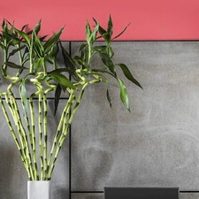 3 x Lucky Bamboo 40cm Spiral