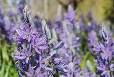 10x camassia esculenta - camassia,