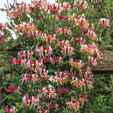 ~Serotina Belgica~Honeysuckle
