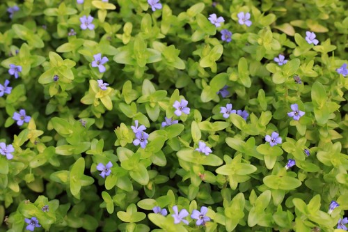 Bacopa caroliniana tropical - -,