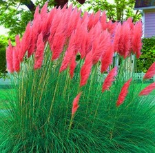 Pampas grass pink hybrid,Hardy