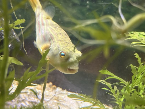Fahaka puffer live - fahaka,