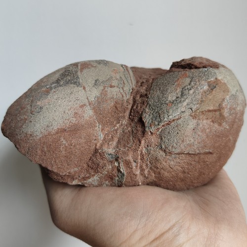 Jurassic age dinosaur egg - jurassic, of