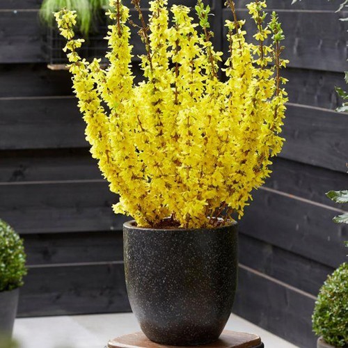 Patio forsythia minigold extra - patio,