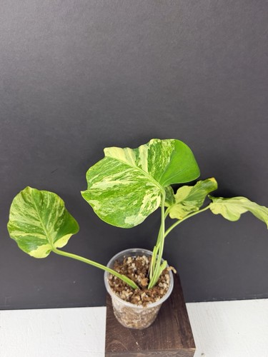 Monstera ocean mint - monstera,