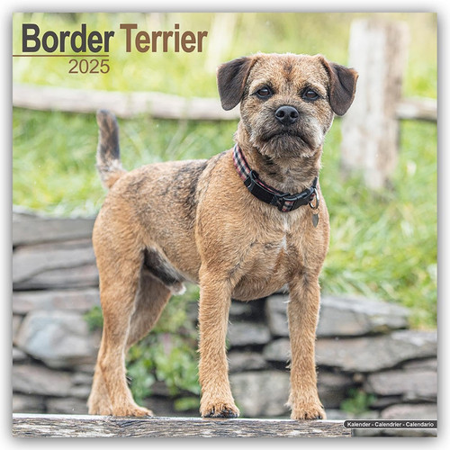 Border terrier 2025 - border,