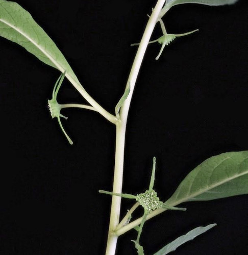 Dorstenia cuspidata