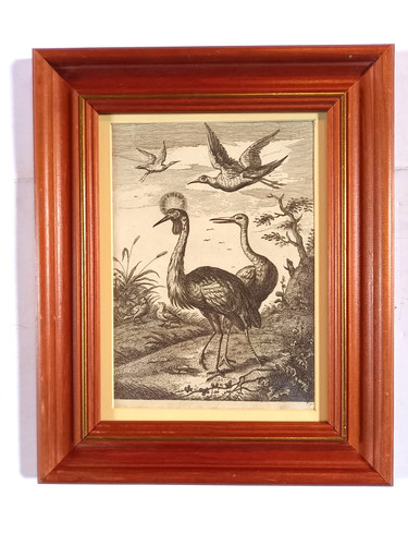 Framed antique engraving - , of