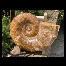 Large Display Ammonite with