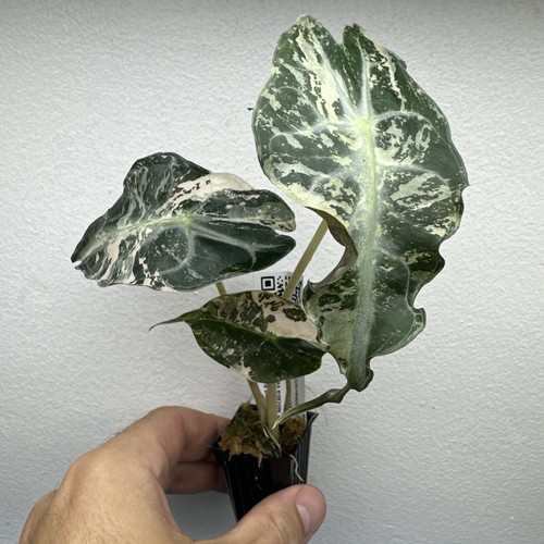 Alocasia venom variegated - alocasia,
