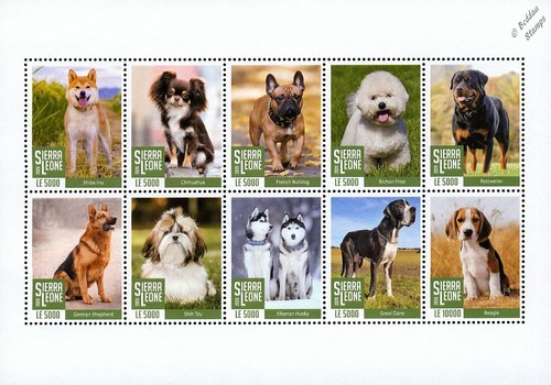 Dogs husky great - dogs, husky/great