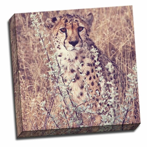 Wildlife cheetah canvas art - wildlife,