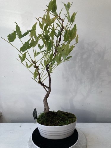 Wisteria bonsai oval white - in,