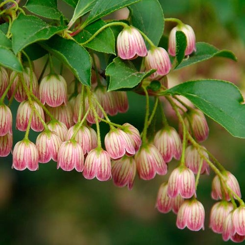 Enkianthus campanulatus - 1, x