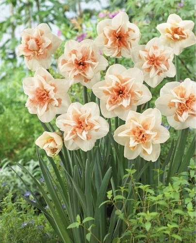 15x delnashaugh narcissus - delnashaugh,
