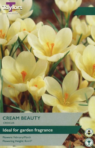 Crocus cream beauty - crocus, beauty'.