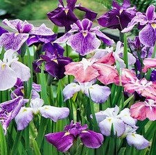 JAPANESE IRIS ENSATA - 50+