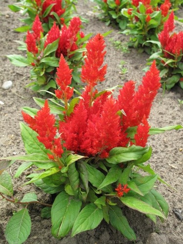 Red indian cockscomb celosia - cockscomb,