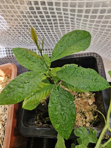20cm tall lemon - 20cm, tree