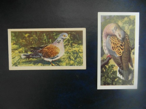 Brooke bond british birds - brooke, birds"
