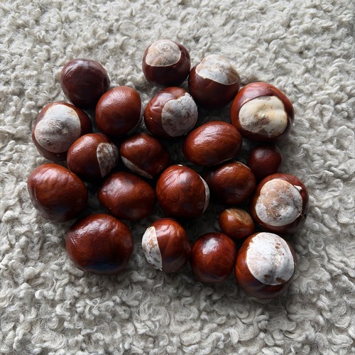 Horse chestnuts conkers - x, chestnuts/conkers