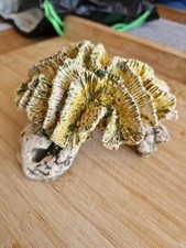 Coral effect fish - fish, tank