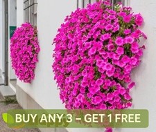 PETUNIA ROSE OF HEAVEN - 600