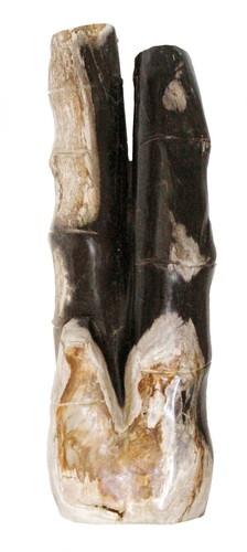 Bamboo fossil petrified wood - bamboo,