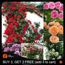100Pcs Climbing Rose Rosa