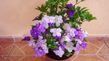 Brunfelsia pauciflora,plant