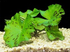Nymphaea Green Lotus Bulb Live