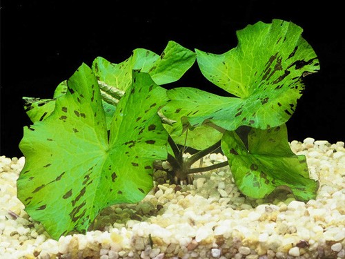 Nymphaea green lotus bulb live - lotus,