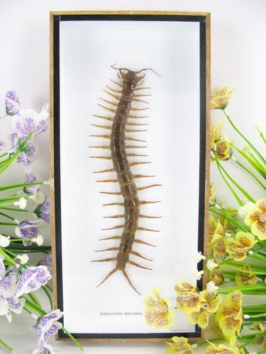 Xxl real giant cendipede - real,