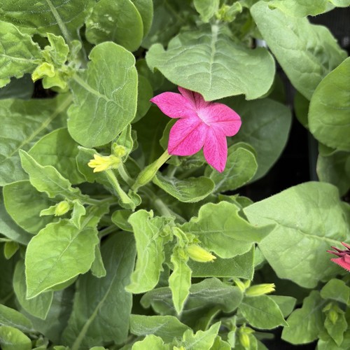 Nicotiana bedding plants - 6,