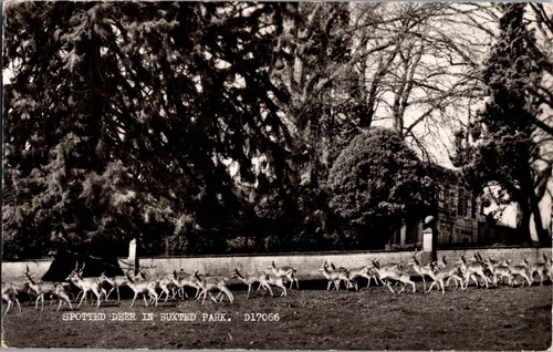 Spotted deer buxted - buxted, park