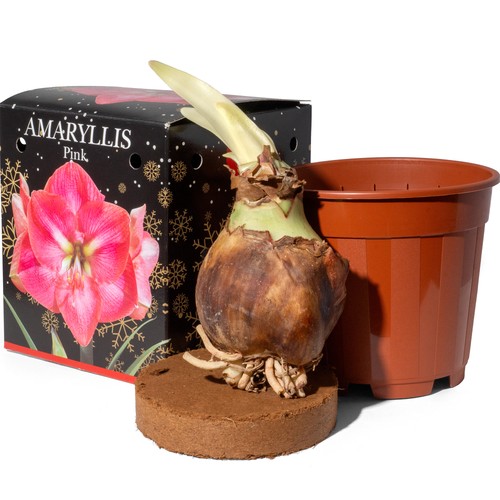 Amaryllis pink large - pink,