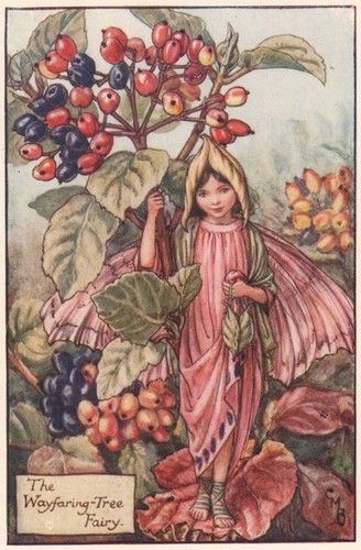 Wayfaring tree fairy - wayfaring-tree, by