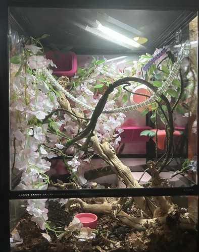 45x45x60 prorep glass reptile - 45x45x60,