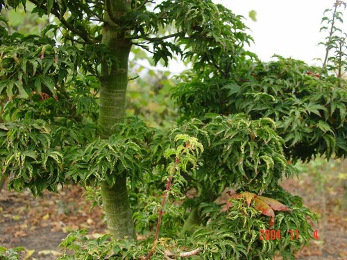 Acer palmatum shishigashira - acer,