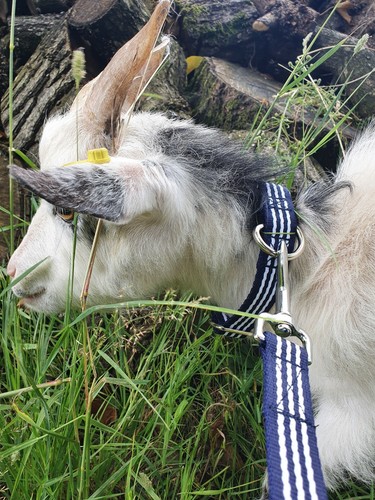 Goat sheep collar 25mm - or,