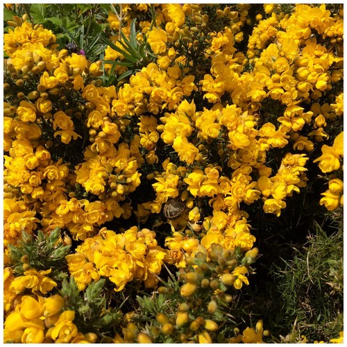 Gorse hedging bush prickly - 10, bush,prickly