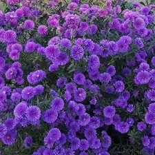 Aster Grape Crush - Herbaceous