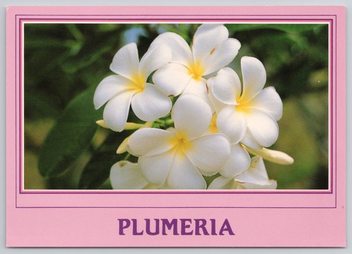 Plumeria hawaii flowers - hawaii,