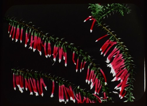 Magic lantern slide fuchsia - lantern,