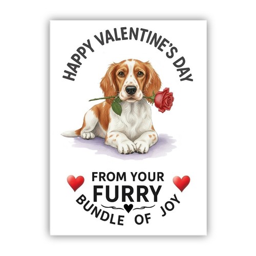 Brittany spaniel dog - spaniel,