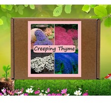 Creeping Thyme Seeds Kit