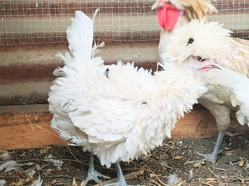 Bantam polish project - bantam,