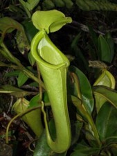 NEPENTHES CHANIANA -