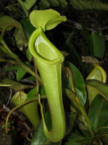 Nepenthes chaniana - nepenthes,