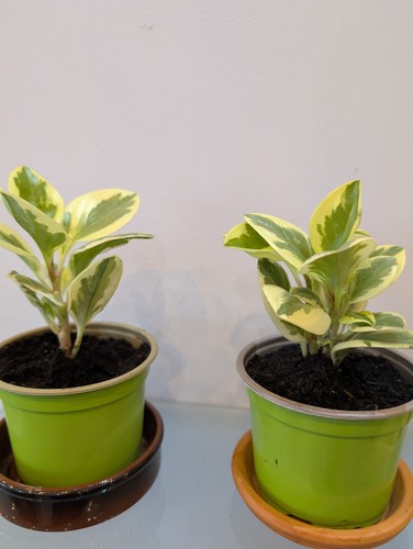 Baby radiator plants - 2, x